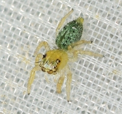 Thyene imperialis