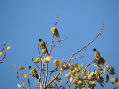 Aratinga nenday