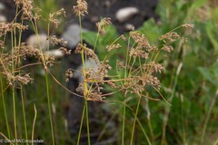 Scirpus