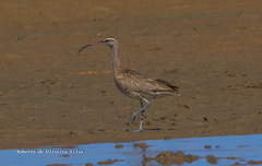 Numenius phaeopus hudsonicus