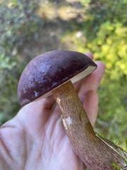 Tylopilus badiceps