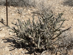 Cylindropuntia ramosissima