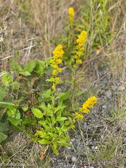 Solidago puberula