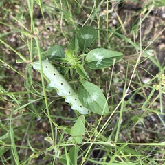 Proserpinus terlooii