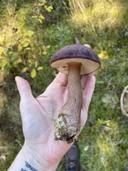 Tylopilus badiceps