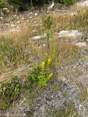 Solidago puberula