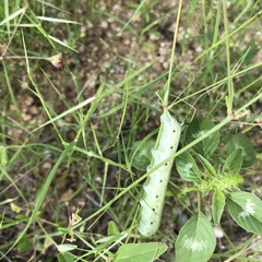 Proserpinus terlooii