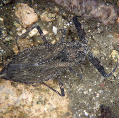 Nepa sardiniensis