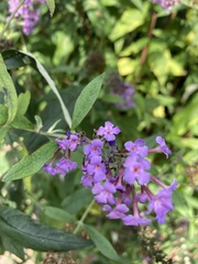 Buddleja davidii