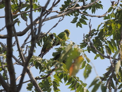 Aratinga nenday