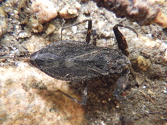 Nepa sardiniensis