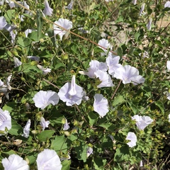 Jacquemontia pringlei