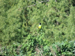 Aratinga nenday