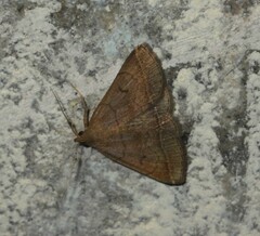 Zanclognatha lunalis
