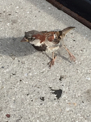 Passer domesticus