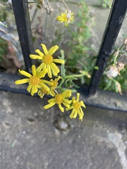 Senecio inaequidens