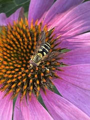 Syrphus opinator