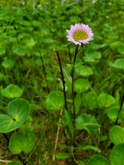 Erigeron peregrinus