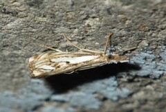 Catoptria falsella