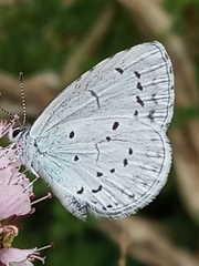Celastrina argiolus