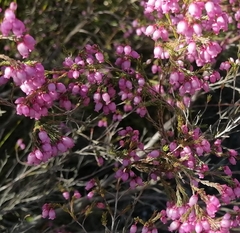Erica gracilis