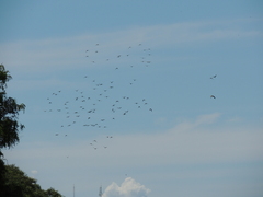 Aratinga nenday