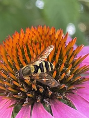 Syrphus opinator