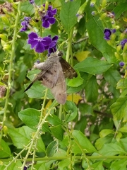Eudaminae