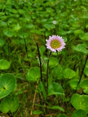 Erigeron peregrinus