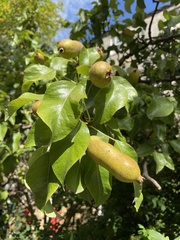 Pyrus communis