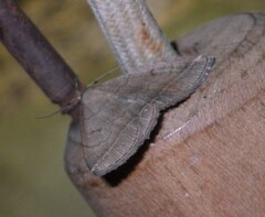 Zanclognatha lunalis