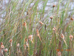 Eriophorum