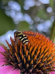 Syrphus opinator