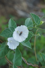 Jacquemontia pringlei