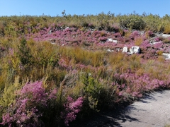 Erica gracilis