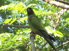 Aratinga nenday