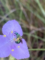 Augochloropsis metallica