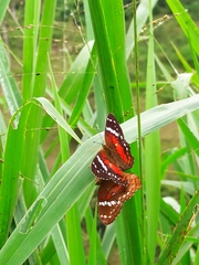 Anartia amathea