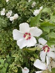 Hibiscus