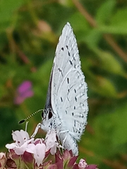 Celastrina argiolus