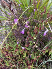 Agalinis neoscotica