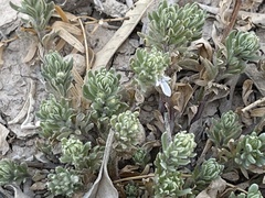 Teucrium cubense