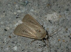 Mythimna ferrago
