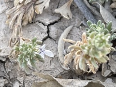 Teucrium cubense