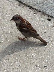 Passer domesticus