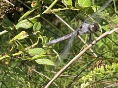 Libellula