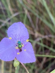 Augochloropsis metallica