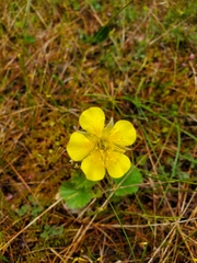 Geum calthifolium