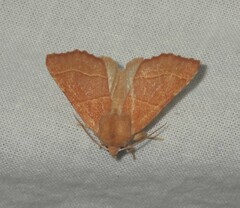 Atethmia centrago
