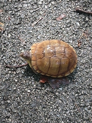 Terrapene carolina triunguis